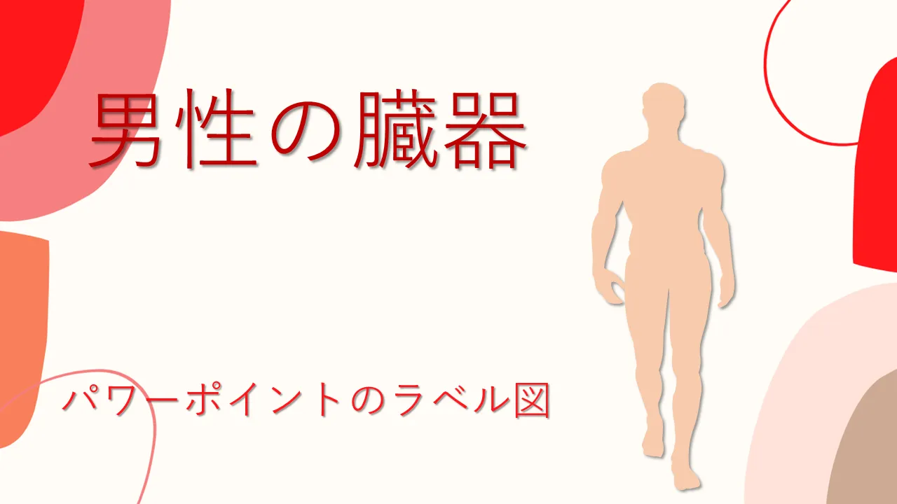 男性人間の臓器 PowerPoint ラベル図 プロフェッショナルなプレゼンテーションのための PowerPoint テンプレート